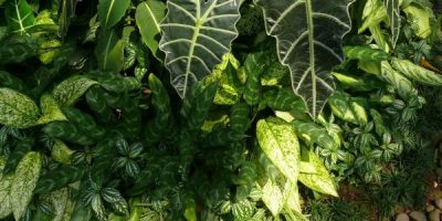 jenis tanaman untuk taman rumah sakit