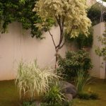 cara merancang arundo donax dan beringin putih