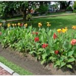 cara merancang bunga tasbih canna indica berkelompok linier.