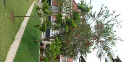 pohon untuk rumah kecil
