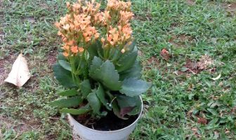 Kalanchoe bunga warna oranye.