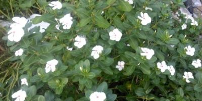 Catharanthus roseus.tapak dara-bunga putih.