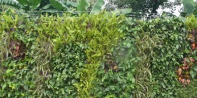 Vertical garden.