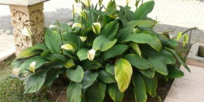 spathiphyllum cannifolium-bunga warna putih.