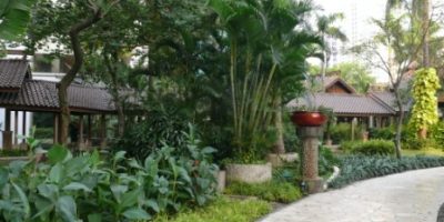 cara merancang palem kuning-2-Chrysalidocarpus cabadae, Dypsis cabadae.