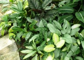 ide taman rumah sakit