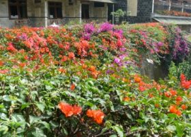 Bougainvillea spectabilis
