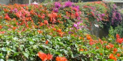 Bougainvillea spectabilis