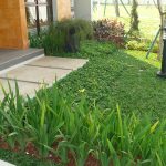 cara memilih tanaman untuk taman minimalis