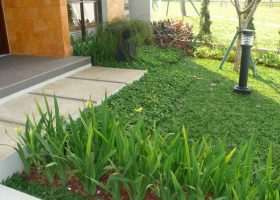 cara memilih tanaman untuk taman minimalis