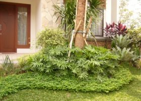 cara merancang arachis pintoi (kacang hias).