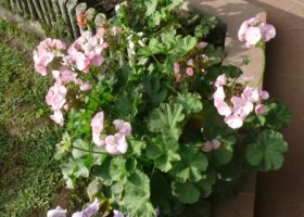 cara merancang pentas lanceolata.