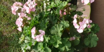 cara merancang pentas lanceolata.