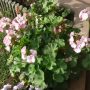 cara merancang pentas lanceolata.