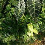 jenis tanaman untuk taman rumah sakit