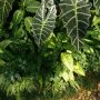 jenis tanaman untuk taman rumah sakit