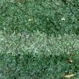 rumput gajah mini (Pennisetum purpureum schamach variegata )