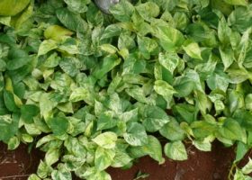 Epipremnum aureum variegata sirih gading.