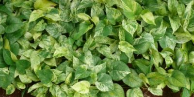 Epipremnum aureum variegata sirih gading.