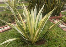cara merancang Agave gigantea