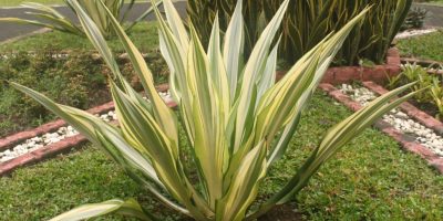 cara merancang Agave gigantea
