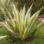 cara merancang Agave gigantea