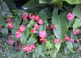 cara merancang Anthurium di bawah tanaman perdu.