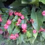 cara merancang Anthurium di bawah tanaman perdu.