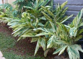 cara merancang Ctenanthe lubbersiana (Alpinia Vittata).