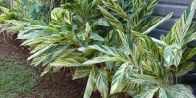 cara merancang Ctenanthe lubbersiana (Alpinia Vittata).