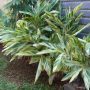 cara merancang Ctenanthe lubbersiana (Alpinia Vittata).