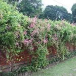 cara merancang air mata pengantin antigonon leptosus album