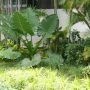 cara merancang-alocasia macrorrhiza-sente-dirancang sebagai titip pandang taman.