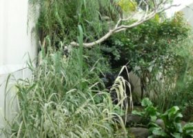 cara merancang arundo donax dan melati air