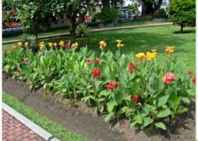 cara merancang bunga tasbih canna indica berkelompok linier.