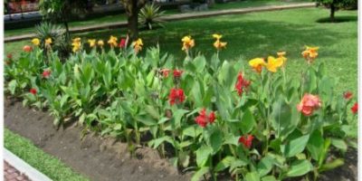 cara merancang bunga tasbih canna indica berkelompok linier.