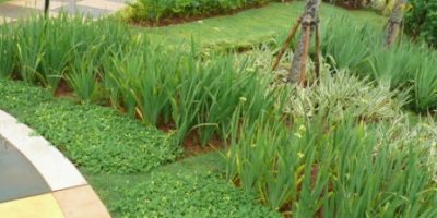 cara merancang iris Trimezia martinicensis-7.