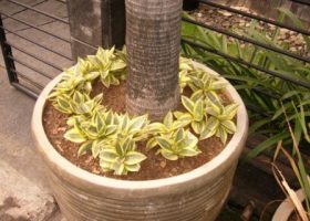 katis kodok sanseviera trifasciata variagate.