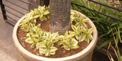 katis kodok sanseviera trifasciata variagate.