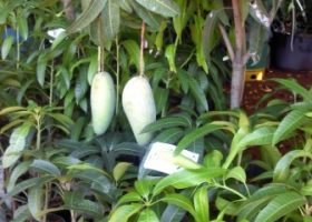 pohon mangga.