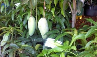pohon mangga.