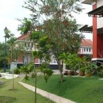 pohon untuk rumah kecil