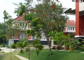 pohon untuk rumah kecil