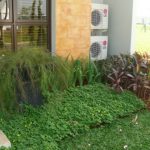 Taman minimalis, jenis tanaman tidak lebih dari 10 jenis antara lain; kacang hias, Dracaena sp, dan Iris.