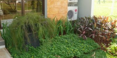 Taman minimalis, jenis tanaman tidak lebih dari 10 jenis antara lain; kacang hias, Dracaena sp, dan Iris.