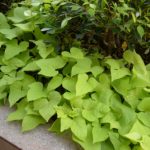 Sweet potato, tanaman alas (ground cover), tanaman invasi.