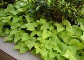 Sweet potato, tanaman alas (ground cover), tanaman invasi.