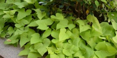 Sweet potato, tanaman alas (ground cover), tanaman invasi.