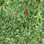 51.rumput gajah mini (Pennisetum purpureum schamach )