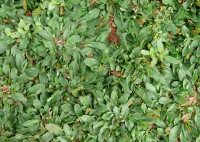 51.rumput gajah mini (Pennisetum purpureum schamach )